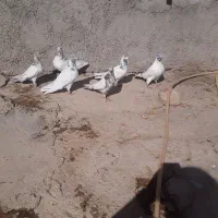 وقت رسیدگی ندارم