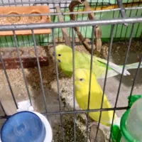 مرغ عشق|پرنده|بومهن, |دیوار