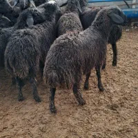 بره مناسب پروار