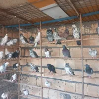 سلام دوستان کفتر چ ا ه س ت ان