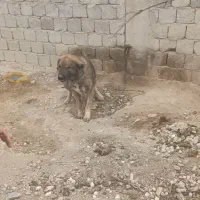 سگ بومی|سگ|پیر بکران, |دیوار