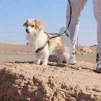 واگذاری سک اشپیتز به خونواده مسئولیت پذیر