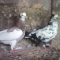 کبوتر ۶ساده ۵ پلاکی ۱ سینه ماده ۱شیخ ماده