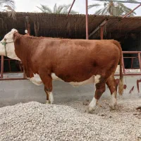 فروش گاو|حیوانات مزرعه|ریز, |دیوار