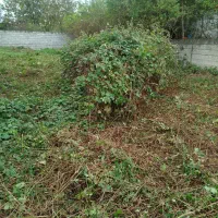 چمن زنی وعلف زنی