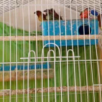 فنچ رنگی سینه صدفی پاکستانی