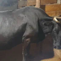 فروش گاو دورگه اصیل|حیوانات مزرعه|توتکابن, |دیوار