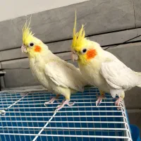 عروس هلندی و جوجه عروس لوتینو