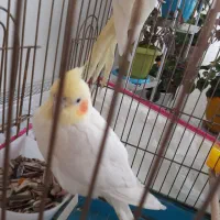 عروس هلندی شیطون بلا|پرنده|شیراز, شهرک پرواز|دیوار