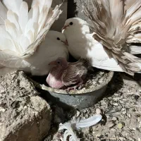 چتری کانادایی|پرنده|کاشان, لتحر|دیوار