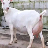 بزخارجی|حیوانات مزرعه|پاوه, |دیوار