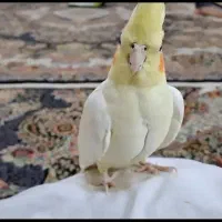 عروس هلندی|پرنده|کهریزک, |دیوار