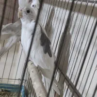 عروس هلندی آلبینو دوکت معاوضه با لاری (در سلماس)|پرنده|خوی, |دیوار