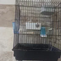 فنج نرگسی|پرنده|ری, شهرک نظامی|دیوار