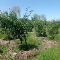 فروش-زمین-باغ-شهری
