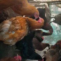 فروش چند عدد خروس سر حال|حیوانات مزرعه|قائم‌شهر, |دیوار