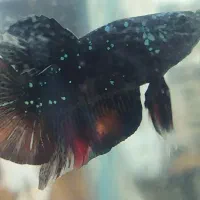 فایتر تایلندی دی...