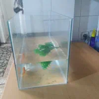 آکواریوم نو