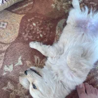 توله سه ماهه فروشی