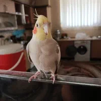 عروس هلندی خاکستری