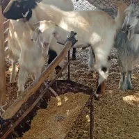 ۴ عدد تره نر درجه یک پاکستانی چاق است|حیوانات مزرعه|کاکی, |دیوار