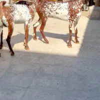 خالص بزغا|حیوانات مزرعه|انار, |دیوار