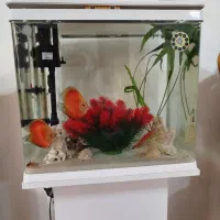 یک جفت ماهی دیسکس فوجی رد