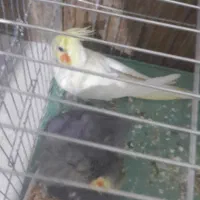 عروس هلندی مولق