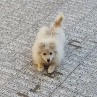 پامر عروسکی 4 ماهه|سگ|فولادشهر, A6|دیوار