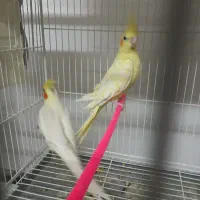 جفت مرغ عشق با جوجه و عروس هلندی|پرنده|قائن, |دیوار