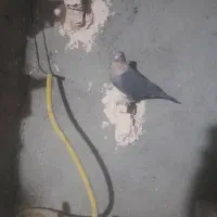 کفتررنگه|پرنده|مشهد, کشف|دیوار