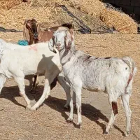 بزکهره بزابستن|حیوانات مزرعه|جیرفت, |دیوار