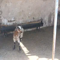 بز داشتی چاق|حیوانات مزرعه|کازرون, |دیوار