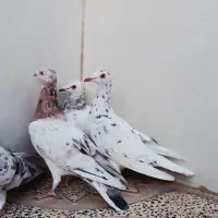هفرنگ خطی ماده|پرنده|الوند, |دیوار