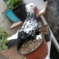 کبوتر رایگان سفید چتن کله سرخ دورنگ پاپر پرپا