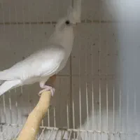 جفت عروس هلندی آلبینو با جوجه