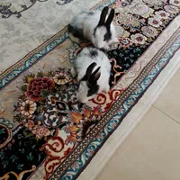 خرگوش دونه ای ۳۰۰|موش و خرگوش|پاکدشت, شهرک انقلاب|دیوار