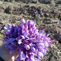 زعفران اعلاء