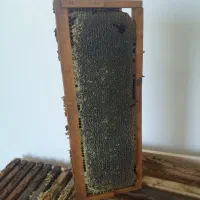 عسل کاملا ارگانیک بدون شکر و مانده دارویی