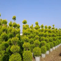 نهال شمشادکاج پایانکاردرختچه درخت کف قیمت ایران|خدمات باغبانی و درختکاری|تهران, حکیمیه|دیوار