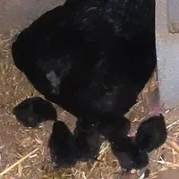 تخم نطفه دار ایام سمانی اندونزی|حیوانات مزرعه|یزد, |دیوار