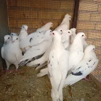 کبوتر|پرنده|آباده, |دیوار