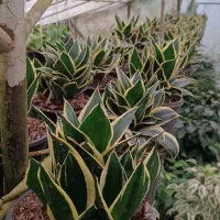 گل و گیاه آپارتمانی|گل و گیاه طبیعی|شیرود, |دیوار