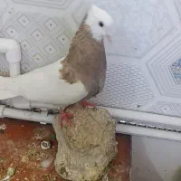 فروش دو عدد طوقی