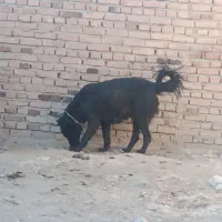 ماده سرابی مشکی پر مو ذات قدیم