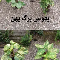 سانسوریا|گل و گیاه طبیعی|رشت, کوی طالقانی|دیوار