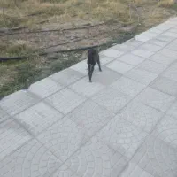 واگذاری ۲ قلاده توله سگ|سگ|ارشق, |دیوار