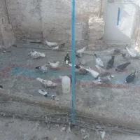 جوجه گرویی پرشی|پرنده|قنوات, |دیوار