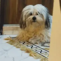 گمشده