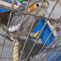 طوطی عروس ماده|پرنده|رشت, آب و برق|دیوار